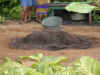 hnymn-kauai-luau-pig-01-600.jpg (88702 bytes)
