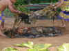 hnymn-kauai-luau-pig-03-600.jpg (100446 bytes)