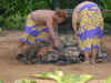 hnymn-kauai-luau-pig-04-600.jpg (105382 bytes)