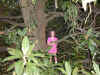 000913-tree-emerson-high-600.JPG (131034 bytes)