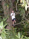 000913-tree-marshall-high-600.JPG (118584 bytes)