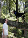 jnkrdg-0009-dan-bailey-high-tree-2-600.JPG (138778 bytes)