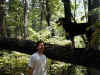 jnkrdg-0009-dan-bailey-high-tree-600.JPG (128025 bytes)