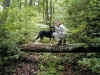 jnkrdg-0009-kristen-bailey-tree-600.JPG (156286 bytes)