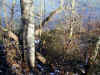 roylk-0011-from-enc-to-lake-800.jpg (234017 bytes)