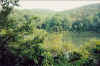 roylk-9910-lake-from-woods-600.jpg (66033 bytes)