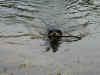 tc-001209-bailey-fetch-3-600.jpg (78130 bytes)