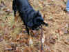 tc-001209-bailey-fetch-4-600.jpg (161172 bytes)