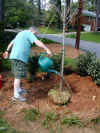 20020417-simon-tree-planting-dan-jack-27-600.jpg (131786 bytes)