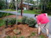 20020417-simon-tree-planting-dan-jack-28-600.jpg (129236 bytes)