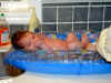 20020427-simon-first-bath-5-600.jpg (84559 bytes)