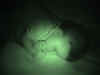 20020930-simon-sleeping-nightvision-1-600.jpg (33418 bytes)