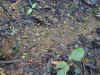 ka-rainforest-ants-1-600.jpg (123071 bytes)