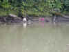 ka-river-achuar-canoe-1-600.jpg (83561 bytes)