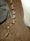 ka-sua-comm-pet-python-under-leg-jpg-600.jpg (76198 bytes)