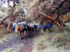 an-d1-horses-passing-600.jpg (166017 bytes)