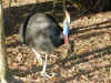 au-inn-croc-farm-cossawary-2-600.jpg (147404 bytes)
