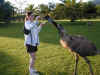 au-inn-croc-farm-emu-3-stacey-600.jpg (128267 bytes)