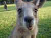 au-inn-croc-farm-kangaroo-29-closeup-600.jpg (68080 bytes)