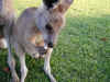 au-inn-croc-farm-kangaroo-30-hand-eating-600.jpg (126565 bytes)