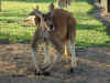 au-inn-croc-farm-kangaroo-34-muscles-600.jpg (122318 bytes)