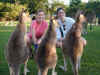 au-inn-croc-farm-kangaroo-38-kristen-stacey-600.jpg (103894 bytes)