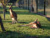 au-inn-croc-farm-kangaroo-44-lounging-600.jpg (142378 bytes)