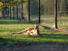 au-inn-croc-farm-kangaroo-52-lounging-600.jpg (138967 bytes)