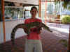 au-inn-croc-farm-saltwater-baby-croc-kristen-600.jpg (97692 bytes)