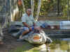 au-inn-croc-farm-saltwater-croc-huge-1-6-600.jpg (126240 bytes)