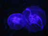 au-syd-aquarian-jellyfish-1-600.jpg (46319 bytes)