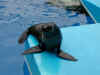 au-syd-aquarian-seal-2-600.jpg (67029 bytes)