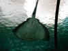 au-syd-aquarian-stingray-1-600.jpg (53479 bytes)