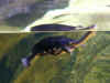 au-syd-aquarian-turtle-600.jpg (58724 bytes)