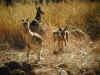 au-und-kalkani-crater-kangaroos-03-600.jpg (113568 bytes)