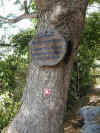 ca-phno-choeung-ek-baby-killing-tree-600.jpg (132168 bytes)