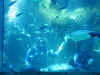 ct-aquarium-predator-feeding-turtle-600.jpg (83682 bytes)