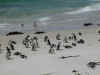 ct-boulders-penguin-shore-600.jpg (62250 bytes)