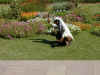in-pow-bha-fatehpur-sikri-lawn-mower-1-600.jpg (127110 bytes)