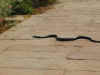 in-pow-jod-jaswant-tomb-cobra-snake-600.jpg (89326 bytes)