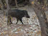 in-pow-saw-ranthambore-boar-2-600.jpg (113083 bytes)