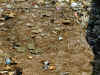 ne-kat-monkey-temple-view-kat-trash-600.jpg (156188 bytes)