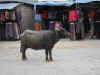ne-pok-street-view-4-cow-2-600.jpg (87463 bytes)