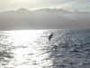 nz-kai-whale-watch-dolphin-10-jump-600.jpg (80961 bytes)