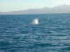 nz-kai-whale-watch-whale-04-600.jpg (79372 bytes)