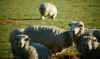nz-que-sheep-3-600.jpg (77231 bytes)