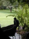 ng-lodge-dining-area-vervet-1-600.jpg (103387 bytes)