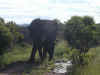 ng-safari-elephant-spray-600.jpg (93096 bytes)
