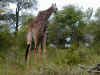 ng-safari-giraffe-2-600.jpg (133683 bytes)