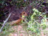 ng-safari-leopard-5-zoom-600.jpg (124000 bytes)